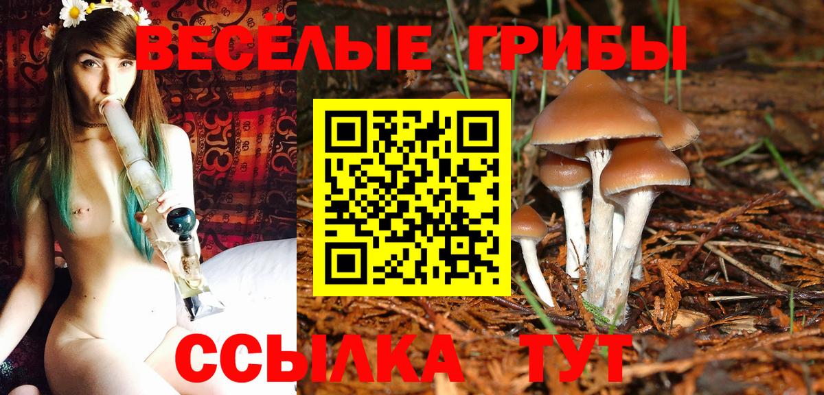 Галлюциногенные грибы Psilocybe Соль-Илецк